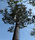 25m 30m 위장된 활엽수 무화과나무 모노폴 통신 탑 뜨거운 담궈진 직류 전기를 통한