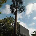 인공 야자나무 카모플라주 텔레콤 탑 모바일 단극 생체 공학 나무 와이파이 신호